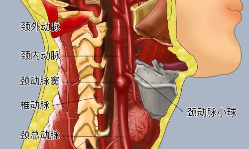 海参肽的功效和作用-【海参氨糖的功效和作用】海参肽粉的功效与作用及副作用 - 海参汰功效网