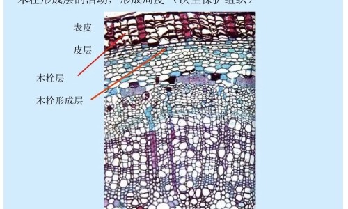 【海参氨糖的功效和作用】海参肽粉的功效与作用及副作用 - 海参汰功效网